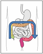 Self-Abdominal Massage 5.png